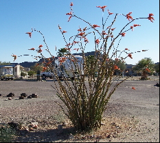 Ocotillo Cactus